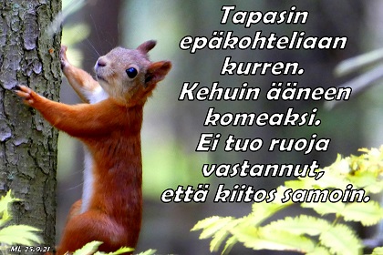 Orava kuusen kyljell, kuvaaja Martti Linna